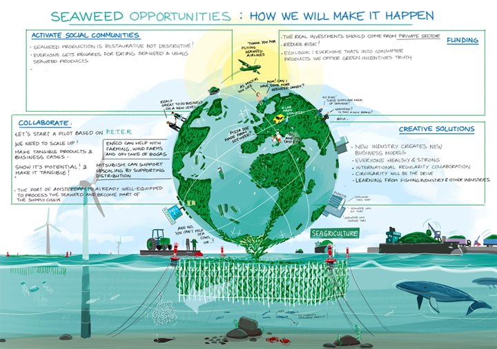 Visual Seaweed Opportunities
