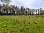 CO2-certificaten Staatsbosbeheer