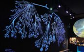 Micropia levensboom